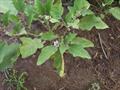 Solanum melongena